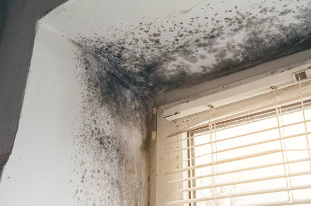 Affordable Bathroom Mold Removal solutions in Roosevelt, NJ